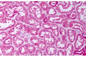 Anti-BMP7 antibody IHC staining of human kidney, tubules. (BMP7 antibody  (AA 315-431))