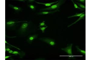 Immunofluorescence of purified MaxPab antibody to PRKAG1 on HeLa cell. (PRKAG1 antibody  (AA 1-247))