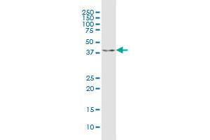 C9orf100 MaxPab polyclonal antibody. (C9orf100 antibody  (AA 1-335))