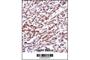 MOV10 Antibody immunohistochemistry analysis in formalin fixed and paraffin embedded human heart tissue followed by peroxidase conjugation of the secondary antibody and DAB staining. (MOV10 antibody  (N-Term))