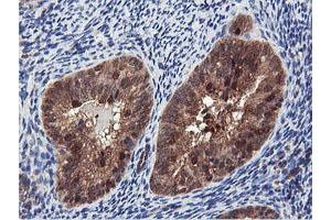 Image no. 2 for anti-Arginyl Aminopeptidase (Aminopeptidase B) (RNPEP) antibody (ABIN1500729) (RNPEP antibody)