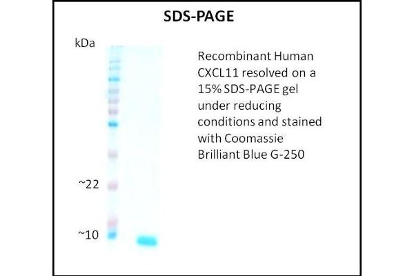 CXCL11 Protein