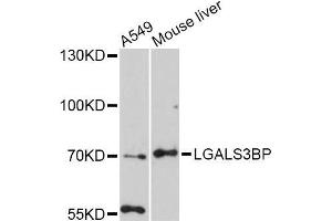 Western blot analysis of extracts of various cell lines, using LGALS3BP Antibody (ABIN5998128) at 1:3000 dilution. (LGALS3BP antibody)
