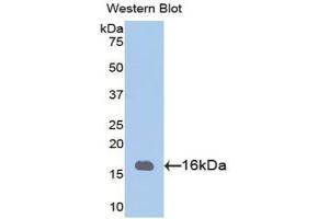 Detection of Recombinant PHPT1, Mouse using Polyclonal Antibody to Phosphohistidine Phosphatase 1 (PHPT1) (PHPT1 antibody  (AA 1-124))