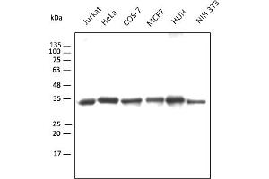 Western Blotting (WB) image for Chicken anti-Goat IgG antibody (DyLight 550) (ABIN7273065) (Chicken anti-Goat IgG Antibody (DyLight 550))