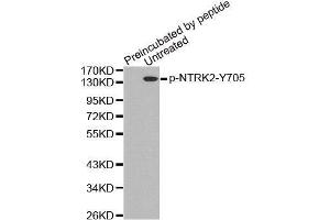 Western Blotting (WB) image for anti-Neurotrophic Tyrosine Kinase, Receptor, Type 2 (NTRK2) (pTyr705) antibody (ABIN3020418) (TRKB antibody  (pTyr705))