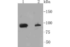 Lane 1: HeLa lysates, Lane 2: NIH/3T3 lysates, probed with STAT3(S727) (4G1 ) Monoclonal Antibody  at 1:1000 overnight at 4˚C. (STAT3 antibody  (pSer727))