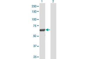 Western Blot analysis of DOCK7 expression in transfected 293T cell line by DOCK7 MaxPab polyclonal antibody. (DOCK7 antibody  (AA 1-624))