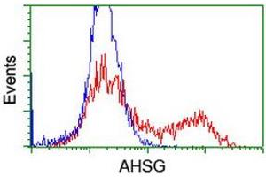 HEK293T cells transfected with either RC208344 overexpress plasmid (Red) or empty vector control plasmid (Blue) were immunostained by anti-AHSG antibody (ABIN2455765), and then analyzed by flow cytometry. (Fetuin A antibody)