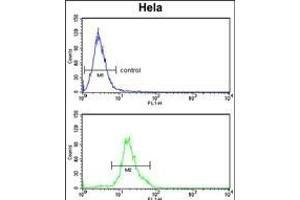 DOLK Antibody (Center) (ABIN652781 and ABIN2842513) flow cytometry analysis of Hela cells (bottom histogram) compared to a negative control cell (top histogram). (Dolichol Kinase antibody  (AA 312-339))