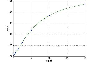 NADPH Oxidase 1 (NOX1) ELISA Kit