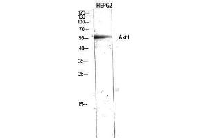 Western Blotting (WB) image for anti-V-Akt Murine Thymoma Viral Oncogene Homolog 1 (AKT1) (N-Term) antibody (ABIN3173744) (AKT1 antibody  (N-Term))