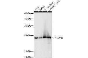 NDUFB9 anticorps