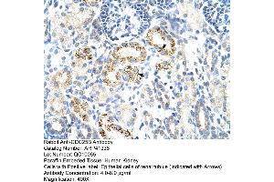 Rabbit Anti-CDC25B Antibody  Paraffin Embedded Tissue: Human Kidney Cellular Data: Epithelial cells of renal tubule Antibody Concentration: 4. (CDC25B antibody  (N-Term))
