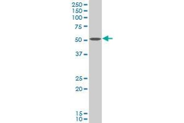 Choline Kinase alpha antibody  (AA 294-393)
