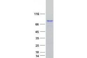 Validation with Western Blot (EFS Protein (Transcript Variant 2) (Myc-DYKDDDDK Tag))