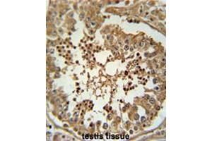 CC058 Antibody (Center) immunohistochemistry analysis in formalin fixed and paraffin embedded human testis tissue followed by peroxidase conjugation of the secondary antibody and DAB staining. (C3orf58 antibody  (Middle Region))