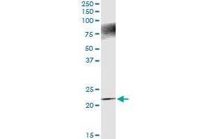 Immunoprecipitation of APOBEC3C transfected lysate using anti-APOBEC3C MaxPab rabbit polyclonal antibody and Protein A Magnetic Bead , and immunoblotted with APOBEC3C purified MaxPab mouse polyclonal antibody (B01P) . (APOBEC3C antibody  (AA 1-190))