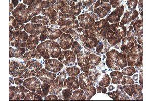 Image no. 3 for anti-Mitogen-Activated Protein Kinase Kinase 1 (MAP2K1) antibody (ABIN1499394) (MEK1 antibody)