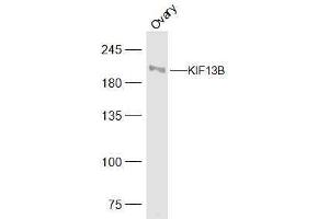 Rat ovary lysates probed with KIF13B Polyclonal Antibody, Unconjugated  at 1:500 dilution and 4˚C overnight incubation.