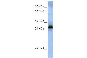 WB Suggested Anti-SFRS2B  Antibody Titration: 0. (SFRS2B antibody  (Middle Region))