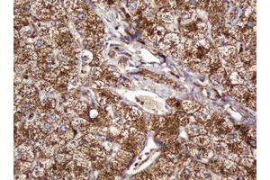 Image no. 2 for anti-B and T Lymphocyte Associated (BTLA) antibody (ABIN1496983) (BTLA antibody)