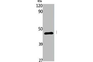 S1PR4 anticorps  (C-Term)