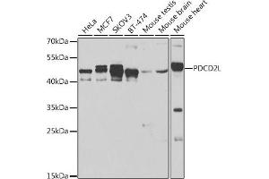 Western blot analysis of extracts of various cell lines, using PDCD2L antibody (ABIN6130653, ABIN6145336, ABIN6145337 and ABIN6223261) at 1:500 dilution. (PDCD2L antibody  (AA 1-358))