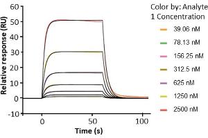 Assessment of binding of human Fc gamma RIIIb / CD16b (NA1), immobilized on a CM5 chip via an anti-His antibody, to anti-HER2 human IgG1 (trastuzumab) using a Biacore 8K instrument. (FCGR3B Protein (AA 17-200) (His-Avi Tag,Biotin))