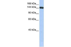 Western Blotting (WB) image for anti-UDP-Glucose Glycoprotein Glucosyltransferase 2 (UGT2) antibody (ABIN2459240)