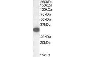 Western Blotting (WB) image for anti-Monoglyceride Lipase (MGLL) (Internal Region) antibody (ABIN2465954) (MGLL antibody  (Internal Region))