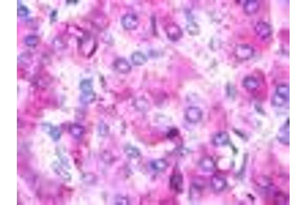 UTS2R antibody  (N-Term)