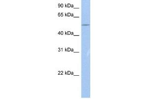 Western Blotting (WB) image for anti-Zinc Finger Protein 835 (ZNF835) antibody (ABIN2459394) (ZNF835 antibody)