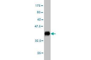 Western Blot detection against Immunogen (35. (GDF7 antibody  (AA 361-450))