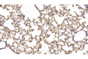 Detection of CD73 in Mouse Lung Tissue using Polyclonal Antibody to Cluster Of Differentiation 73 (CD73) (CD73 antibody  (AA 29-550))