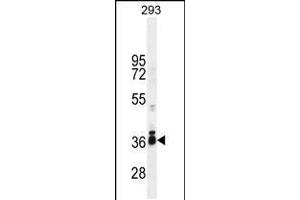 Western blot analysis in 293 cell line lysates (35ug/lane). (STRA8 antibody  (C-Term))