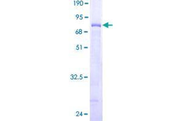 WDFY1 Protein (AA 1-410) (GST tag)
