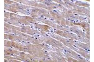 Immunohistochemistry of GFR alpha 3 in mouse heart tissue with GFR alpha 3 antibody at 10 μg/ml.