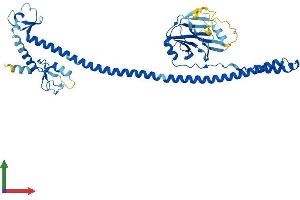 AlphaFold protein structure predicition of Human Recombinant TRIM43 Protein, UniprotID Q96BQ3