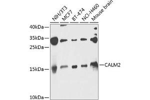 Western blot analysis of extracts of various cell lines, using C antibody (ABIN6131465, ABIN6137872, ABIN6137873 and ABIN6224031) at 1:1000 dilution. (Calmodulin 2 antibody  (AA 1-149))