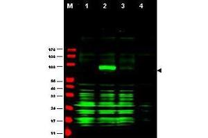 Western blot using  Affinity Purified anti-Ajuba antibody shows detection of Ajuba-RFP fusion protein in cell lysates (arrow-head).