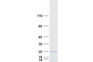 Validation with Western Blot (OPA3 Protein (Transcript Variant 2) (Myc-DYKDDDDK Tag))