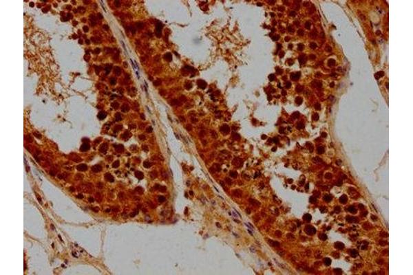 SYCE3 antibody  (AA 1-88)