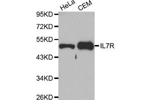 Western blot analysis of extracts of various cell lines, using IL7R antibody (ABIN5970572) at 1/1000 dilution. (IL7R antibody)
