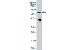 EYA2 antibody  (AA 164-271)