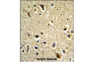 Formalin-fixed and paraffin-embedded human brain tissue reacted with CYP2E1 Antibody (C-term), which was peroxidase-conjugated to the secondary antibody, followed by DAB staining. (CYP2E1 antibody  (C-Term))