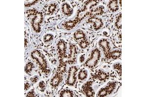 Immunohistochemical staining of human breast with ZNF146 polyclonal antibody  shows strong nuclear positivity in glandular cells at 1:50-1:200 dilution. (ZNF146 antibody)