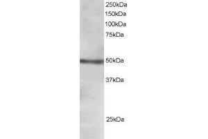 Western Blotting (WB) image for anti-Forkhead Box L2 (FOXL2) (C-Term) antibody (ABIN185040)