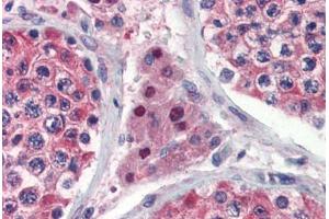 Human Testis (formalin-fixed, paraffin-embedded) stained with IDH1 antibody ABIN462259 followed by biotinylated goat anti-rabbit IgG secondary antibody ABIN481713, alkaline phosphatase-streptavidin and chromogen. (IDH1 antibody  (AA 290-339))