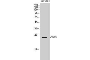 Western Blotting (WB) image for anti-Cyclin-Dependent Kinase Inhibitor 3 (CDKN3) (Internal Region) antibody (ABIN3183847) (CDKN3 antibody  (Internal Region))